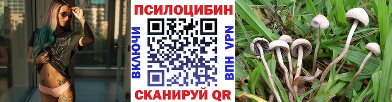 Псилоцибиновые грибы Psilocybe Топки